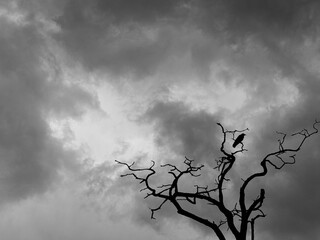 Crow on the bare tree against moody dark sky 