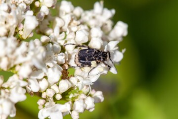 Scarab beetle, Valgus hemipterus, on a white flower