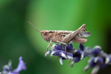 Rufous grasshopper, Gomphocerippus rufus