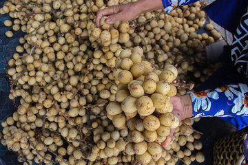 group of fresh Longkong or Langsat or Duku sell in traditional market in Indonesia.