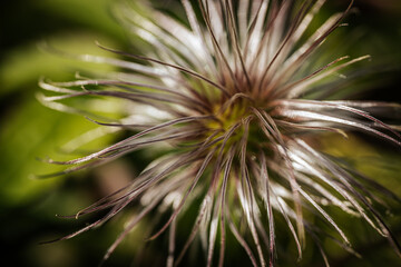 A macro photograph capturing the intricate detail of a clematis seed head with fine, delicate strings radiating outwards. The blurred green background provides a natural contrast, adding depth to the 