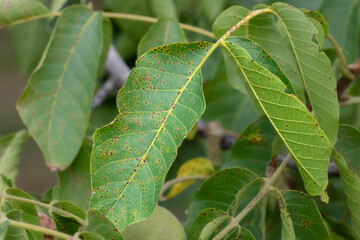 Disease pest on walnut leaves. Pest control concept.