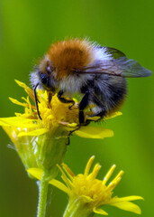 Hummel auf gelber Blüte (Makro)