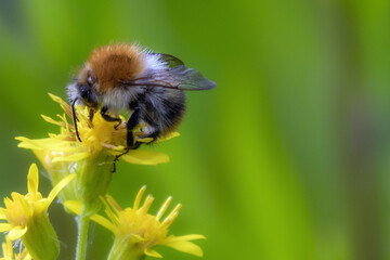 Hummel auf gelber Blume