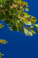 Sommerlinde 1