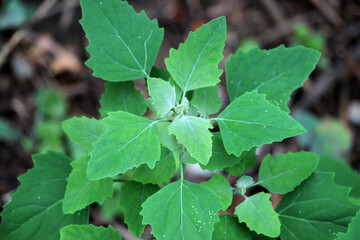 White goosefoot (Chenopodium album) grows in nature