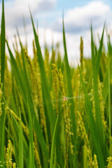 青空に映える花芽をつけた稲穂