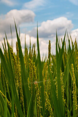 青空に映える花芽をつけた稲穂