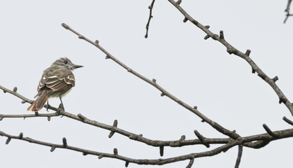 Great crested flycatcher perched on a tree branch.