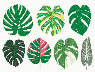 Monstera, hojas tropicales. Hermoso follaje ex&oacute;tico. Dibujo manual, ilustraci&oacute;n vectorial, estilo caricatura, plano.