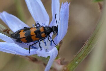 Closeup on a European colorful Blister beetle, Mylabris variabilis in a lightblue wild chicoree in the Gard, France