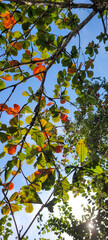tree leaves on the beach
