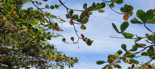 tree leaves on the beach