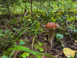 porcini mushroom, forest, mushroom season