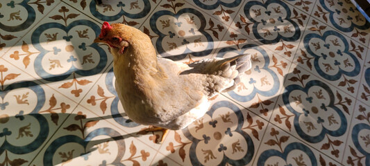 brown chicken on colored floor