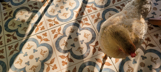 brown chicken on colored floor