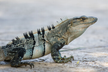 Close-up of Gray Black Iguana head looking sideways on a pool deck in Tamarindo Costa Rica - detailed view of face and feet and small piece of pineapple near foot