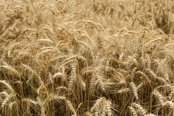 Ears of wheat ready for harvest in the field. Selective focus.	