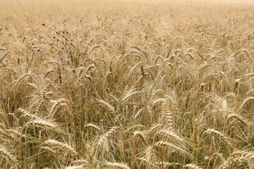 Ears of wheat ready for harvest in the field. Selective focus.
