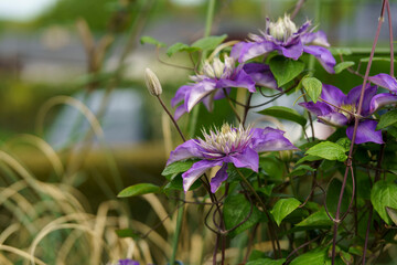 Beautiful clematis flowers climbing up a support in a backyard garden. Great for a print or card.