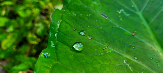 tropical green foliage with abstract lines