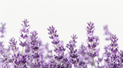 Beautiful Floral Graphic Elements for Wedding Invitations and Greeting Cards.