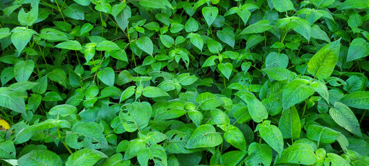 decorative green foliage tropical refreshing background