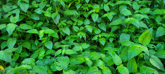 decorative green foliage tropical refreshing background