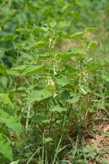 Closeup on a European Birthwort or Dutchman's pipe wildflower, Aristolochia clematitis in the Gard, France