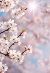 Sakura. Branches with pink flowers on a plain background for publications.