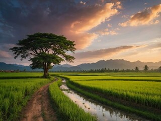 Obraz premium Golden Pathway: Sunset Over Tranquil Rice Fields
