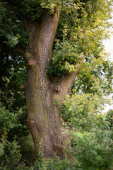 Fototapeta premium The trunk of an old oak tree