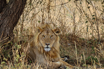 Lion resting from heat of the day