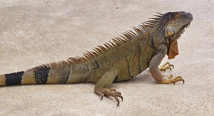 Close-up of Brown Tan Color Ignuana on pool deck at a resort in Costa Rica - detail of head and feet