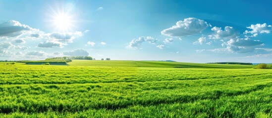 Obraz premium Sunny Day in a Green Meadow