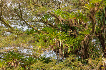 Bromeliads plants growing in trees ialong the river Rio Frio in in Cano Negro Wildlife Refuge in Costa Rica central America
