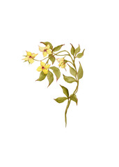 Spring flowers. Yellow buttercups. Watercolor wildflowers. Floral isolated green twig for your design