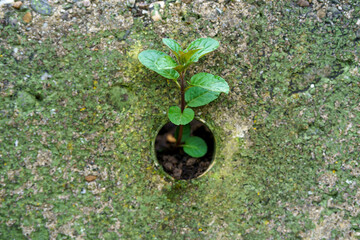 Peppermint plant growing through fence in backyard garden. Concept of nature power