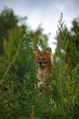 Ussuri dhole (Cuon alpinus alpinus), also known as the Indian wild dog.