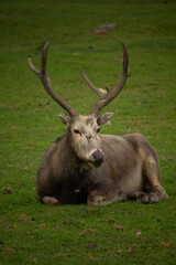 Fototapeta premium Pere David's deer (Elaphurus davidianus)