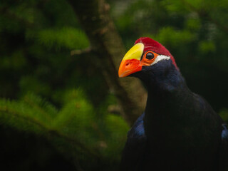 Portrait of a colorful violet turaco