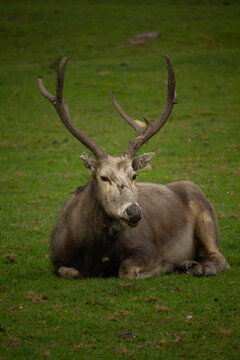 Pere David's deer (Elaphurus davidianus)
