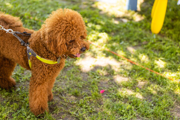 Small chocolate poodle on the grass. Pet in nature. Cute dog like a toy. Copy space