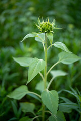 Fototapeta premium Detail of Sunflower
