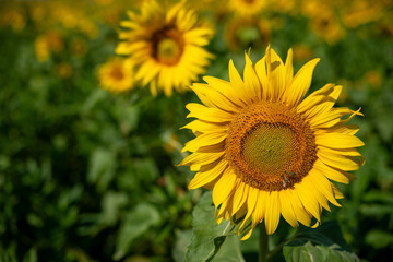 Detail of Sunflower