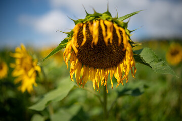 Detail of Sunflower