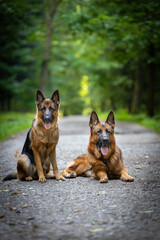 Perros pastores alemanes de pura raza (German Shepherd) se sientan y se acuestan en un sendero forestal en un bosque verde de verano, papel tapiz colorido, fondo para el diseño