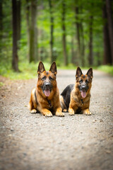 Perros pastores alemanes de pura raza (German Shepherd) se sientan y se acuestan en un sendero forestal en un bosque verde de verano, papel tapiz colorido, fondo para el diseño