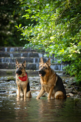 Naklejka premium Perro pastor alemán de pura raza salta y juega en el río con cascadas, papel tapiz colorido, fondo para tu diseño