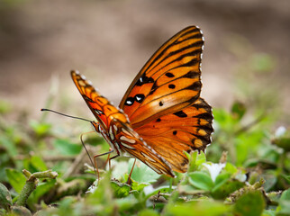 Gulf Fritillary Butterfly